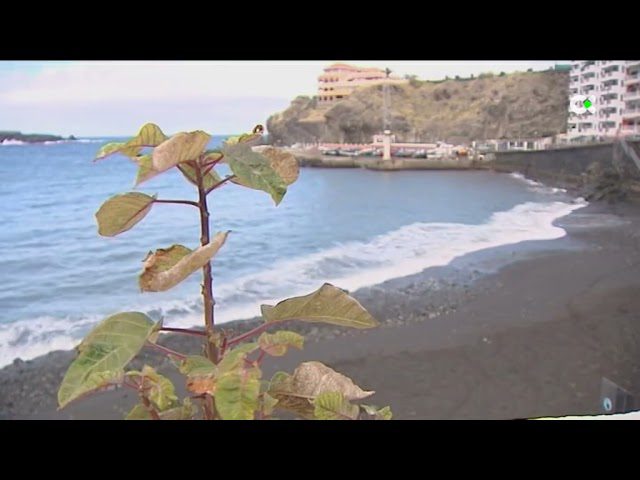 Las-playas-de-Canarias-que-han-recibido-la-bandera-azul-este-ano - Canarias Noticias 24h Las playas de Canarias que han recibido la bandera azul este año