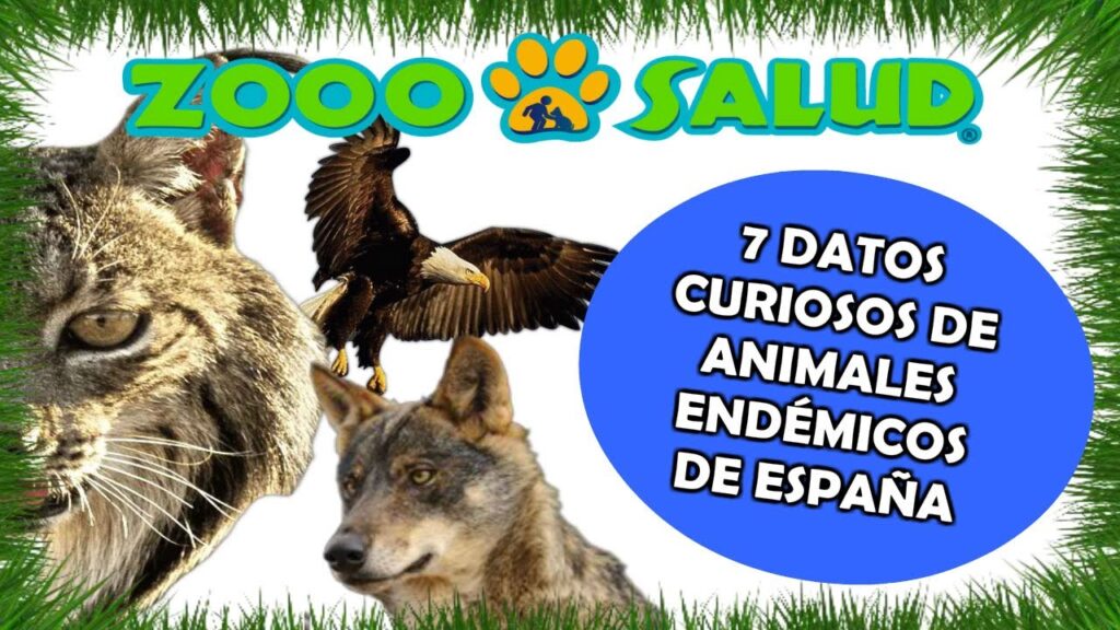 Los animales endémicos de Canarias que no existen en ninguna otra parte