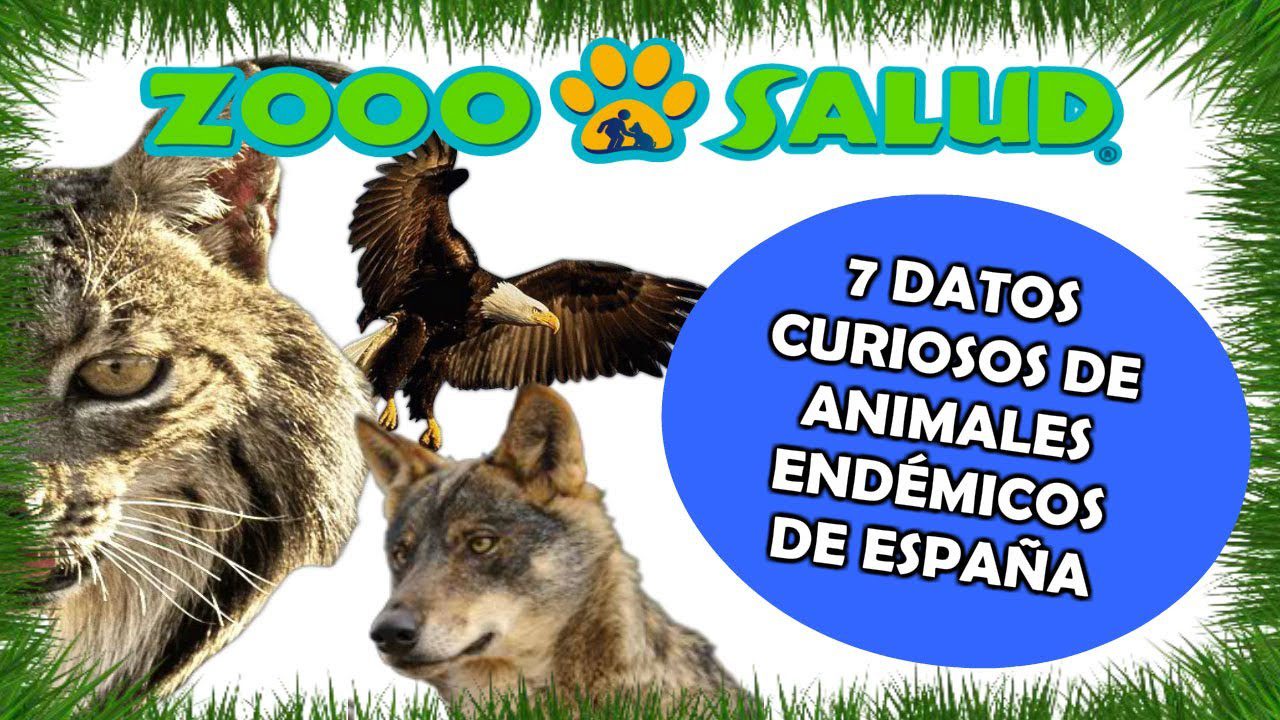 Los-animales-endemicos-de-Canarias-que-no-existen-en-ninguna-otra-parte - Canarias Noticias 24h Los animales endémicos de Canarias que no existen en ninguna otra parte