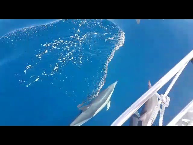 lanzarote-ver-delfines - Canarias Noticias 24h lanzarote ver delfines