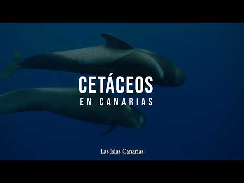 El avistamiento de cetáceos en Canarias: las mejores zonas y épocas