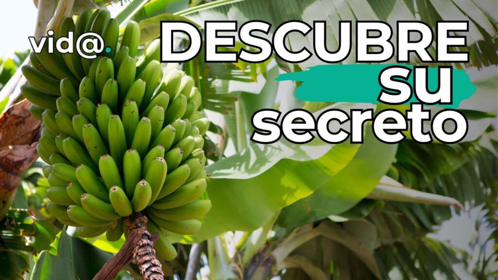 El plátano de Canarias: por qué es tan especial
