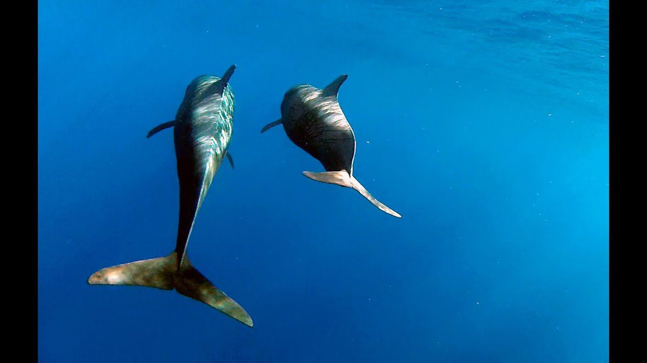 La biodiversidad marina en Canarias: un paraíso para los buceadores