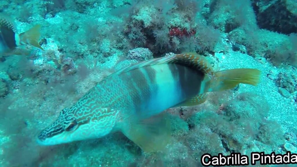 La fauna marina más impresionante de Canarias