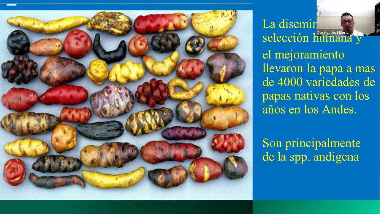 Las papas antiguas de Canarias y su importancia cultural