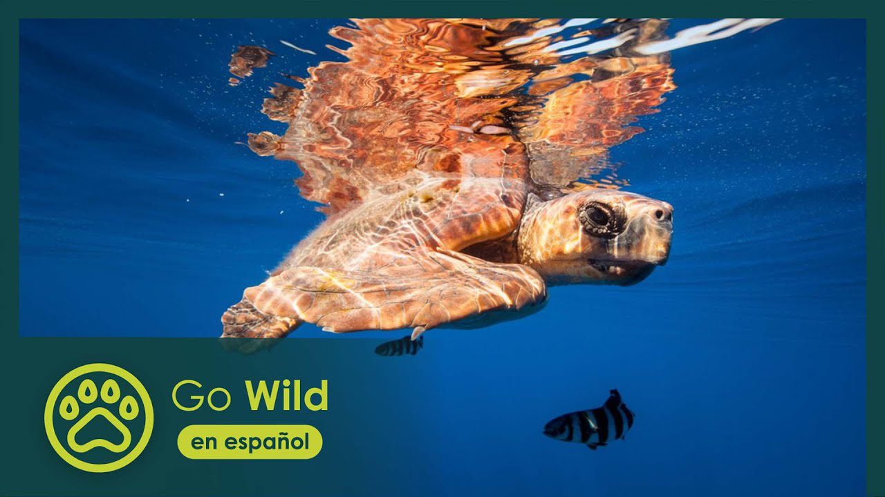 islas canarias bosques