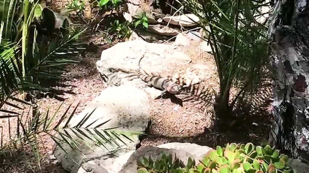 lagarto mas grande de canarias