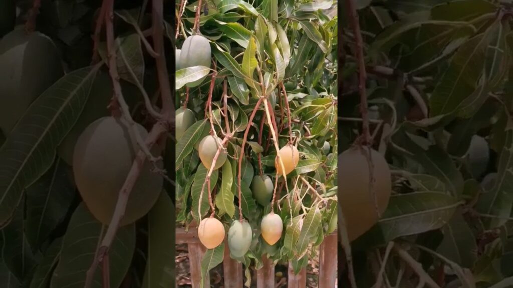 mango canarias cerca de las palmas de gran canaria