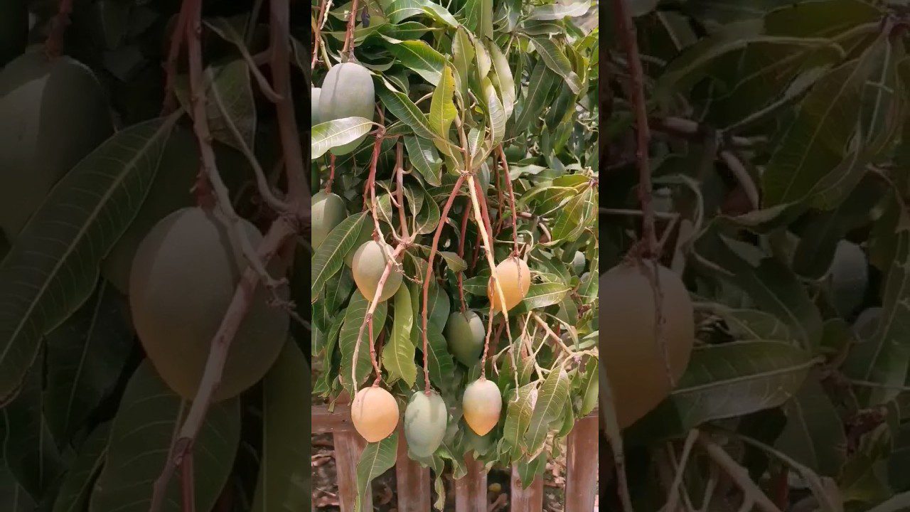 mango canarias cerca de las palmas de gran canaria