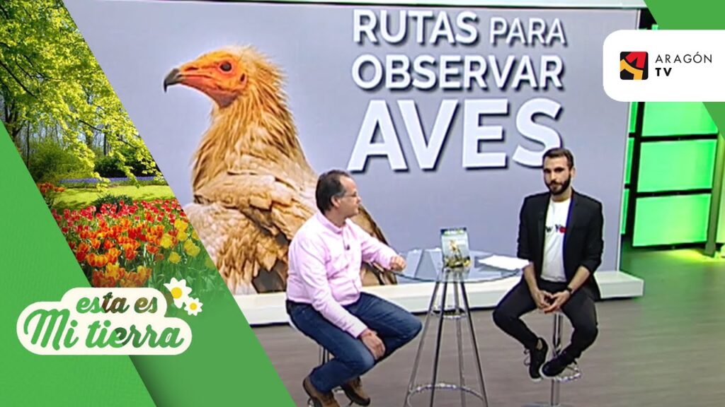 Las mejores rutas de observación de aves en Canarias