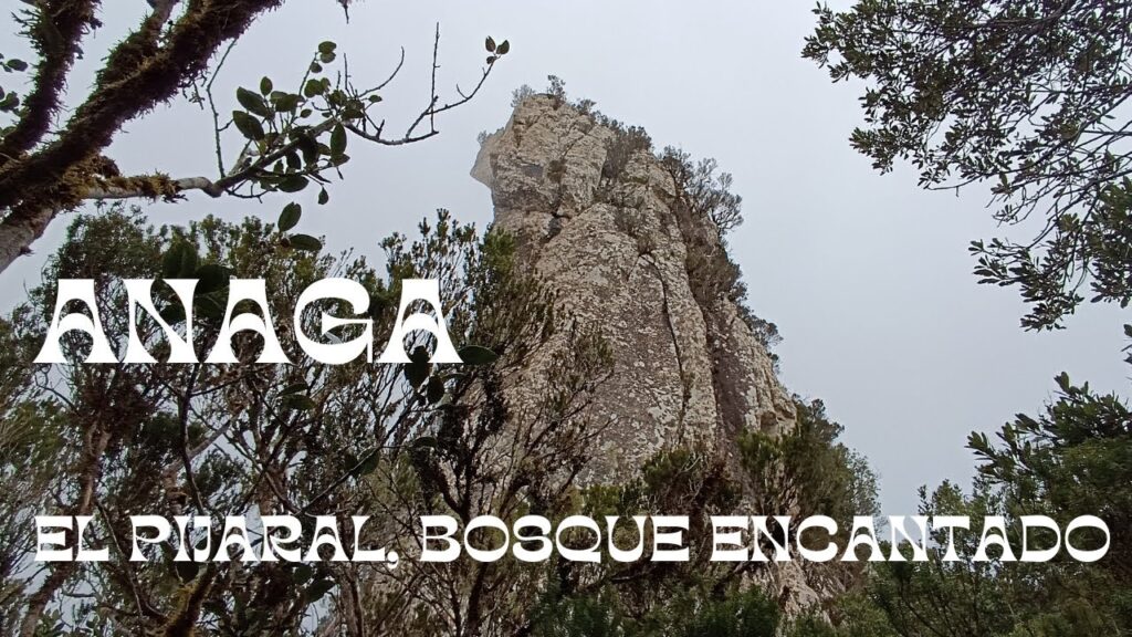 Los secretos del bosque encantado de Anaga