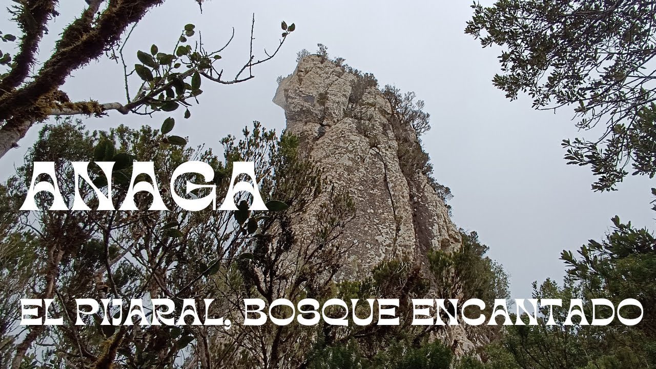 Los-secretos-del-bosque-encantado-de-Anaga - Canarias Noticias 24h Los secretos del bosque encantado de Anaga