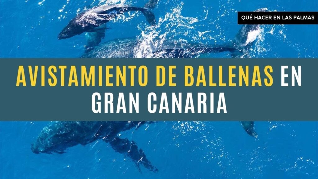 gran canaria ver ballenas