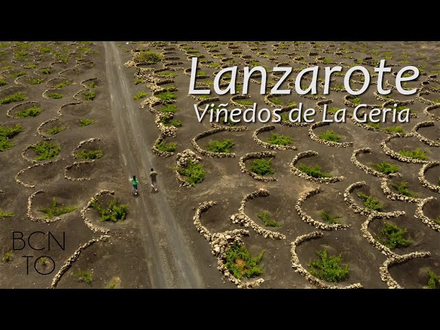 lanzarote viñas