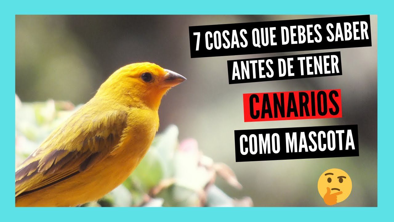 canarios-como-mascota - Canarias Noticias 24h canarios como mascota