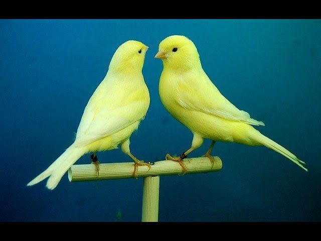 como-se-dice-canarias-en-ingles - Canarias Noticias 24h cómo se dice canarias en inglés