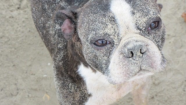 675784 perro playa - Canarias Noticias 24h
