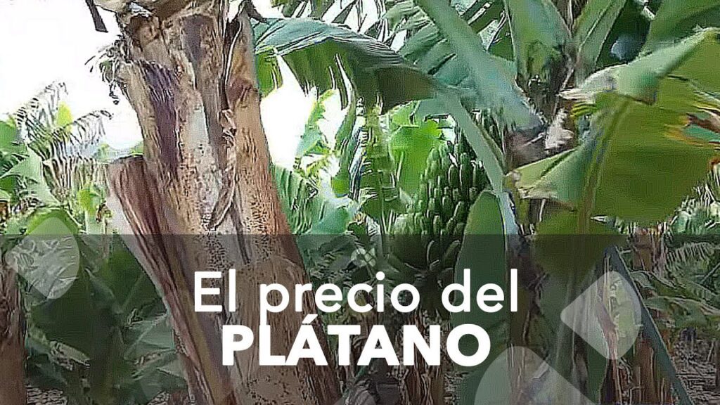 problema platano canarias
