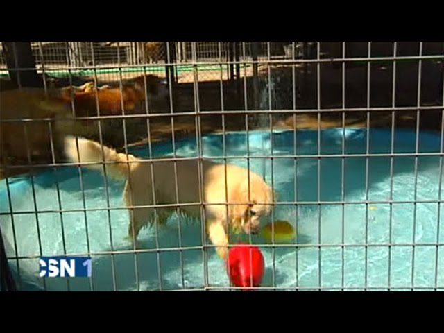 hoteles-lanzarote-con-mascotas - Canarias Noticias 24h hoteles lanzarote con mascotas